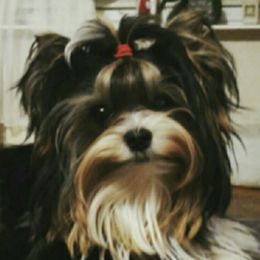 Finn - Biewer Terrier