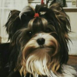 Finn - Biewer Terrier