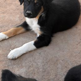 Pearl - Black tri-color female Australian Shepherd puppy in San Tan Valley, Arizona from Mott Ranch - Blazin' Sun Aussies