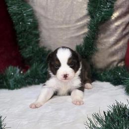 Arrow - Red tri male Miniature Australian Shepherd puppy in Killen, Alabama from Wilkers Wholehearted Mini Aussies