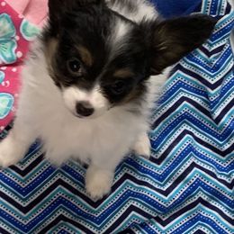 Papillon Puppies from A Breed Apart Papillons
