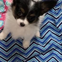 Papillon Puppies from A Breed Apart Papillons