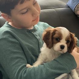 Cavalier King Charles Spaniel Puppies from Cavy Love