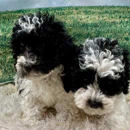 Bernedoodles, Cavalier King Charles Spaniels, Cavapoos, Cockapoos, and Poodles from Cavapoo Acres