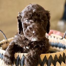 Hersheys - Chocolate male Labradoodle puppy in Brownsville, Texas from The Doodle Crew