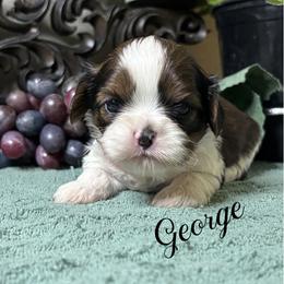 George - Black gold and white male Cavatzu puppy in Grove, Oklahoma from Rocky Oak Cavaliers & Biewer Terriers LLC