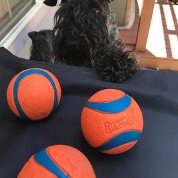Kerry Blue Terrier All Grown Up from Lindmar Kerry Blue Terriers