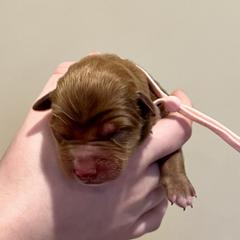 Why - Red female Nova Scotia Duck Tolling Retriever puppy in Albany, New York from Sardonyx Canines