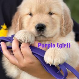 Purple - Golden male Golden Retriever puppy in Mills River, North Carolina from Appalachian Dog Training LLC