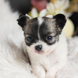 Sunny - Fawn and white female Chihuahua puppy in Wayland, Michigan from MI Chihuahua