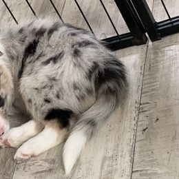 Red girl - Border Collie puppy in Jonesboro, Arkansas from Hampton Border Collies