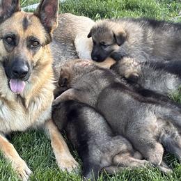 German Shepherds from Slippery Slope Shepherds