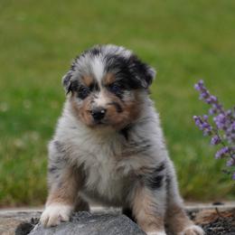 Almond - Blue merle male Australian Shepherd puppy in Glenville, Pennsylvania from Rolling Hills Australian Shepherds