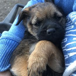 Border Terrier Puppies from Jessica’s Border Terriers