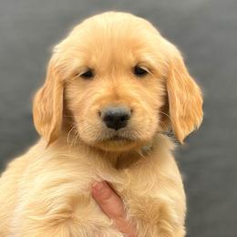 Mike - Golden Retriever puppy from Bear State Golden Retrievers