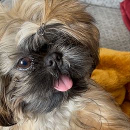 Junebug - Shih Tzu