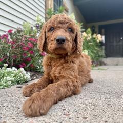 Askari - Red male Irish Doodle puppy in Hammond, Wisconsin from Queen of the Hill Puppies