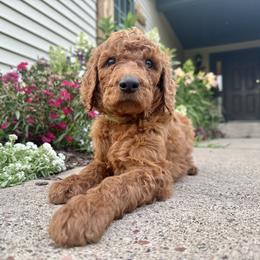 Askari - Red male Irish Doodle puppy in Hammond, Wisconsin from Queen of the Hill Puppies