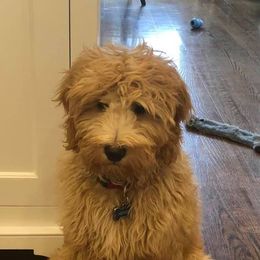 Goldendoodles from Dolce Vita’s Doodles