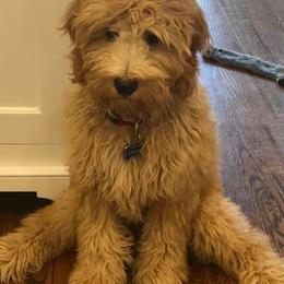 Goldendoodles from Dolce Vita’s Doodles