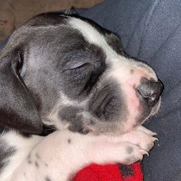 Great Danes from Guyer Great Danes
