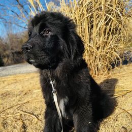 AKC Girl 1 - QUEEN - Black Newfoundland puppy in Marshall, Missouri from Majestic Gentle Giants
