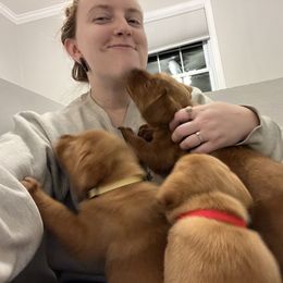 Labrador Retriever Puppies from Fia Red Retrievers