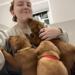 Labrador Retriever Puppies from Fia Red Retrievers