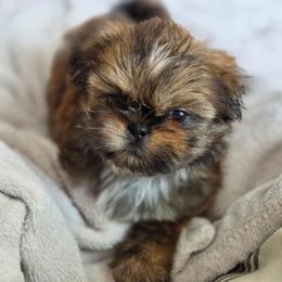 Sally - Brindle female Shih Tzu puppy in Jenks, Oklahoma from Noble Shih Tzu