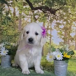 Lavender - Light golden female Golden Retriever puppy in Salem, Ohio from Golden Pride Retrievers