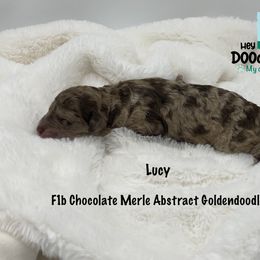 Girl 1 - Goldendoodle puppy in Franklin, Tennessee from Hey Doodle Doodle