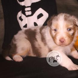 JackOLantern - Red merle male Australian Shepherd puppy in Colorado Springs, Colorado from Dawn 2 Dusk Ranch