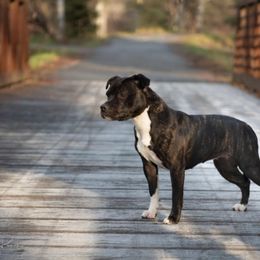 Pearl - Staffordshire Bull Terrier