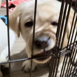 Labrador Retriever Puppies from Findaway Labradors
