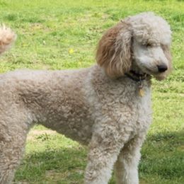 Poodles from Rainbow Poodles