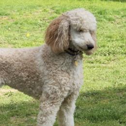 Poodles from Rainbow Poodles