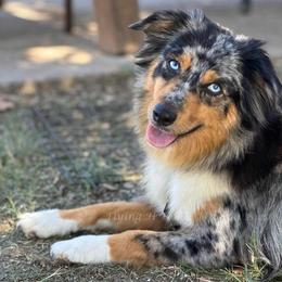 River - Miniature American Shepherd