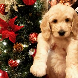 Goldendoodle Puppies from Cooley Doodles