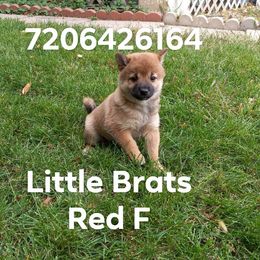 Emily Red - Red female Shiba Inu puppy in Colorado Springs, Colorado from Little Brats