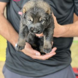 German Shepherd Puppies from Sua Sponte GSDs