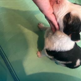 Patriot - Tri-color male Border Collie puppy in Salem, Oregon from Croisan Creek Border Collies