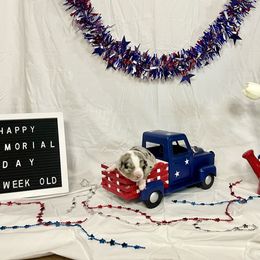 Australian Shepherd Puppies from Aussome Okie Aussies