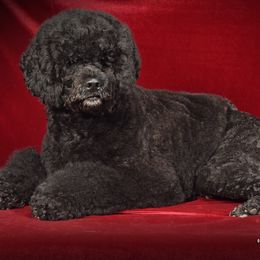 Portuguese Water Dogs from Glorietta Portuguese Water Dogs