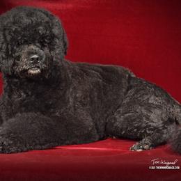 Portuguese Water Dogs from Glorietta Portuguese Water Dogs