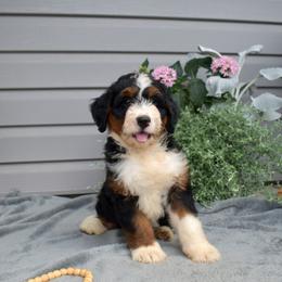 Ariel - Tri-color female Bernedoodle puppy in Honey Brook, Pennsylvania from Green Ridge Puppies