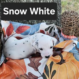 Snow White - White and black female Dalmatian puppy in Katy, Texas from Lone Star Dalmatians