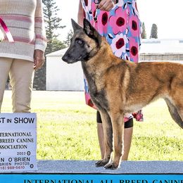 Belgian Malinois and Siberian Huskies from Cinotara Kennels