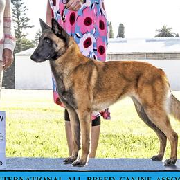 Belgian Malinois and Siberian Huskies from Cinotara Kennels