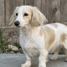 Wendy - Dachshund