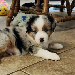 Apollo - Blue merle male Miniature Australian Shepherd puppy in Philpot, Kentucky from Miller Hill Mini American Shepherds and Mini Australian Shepherds